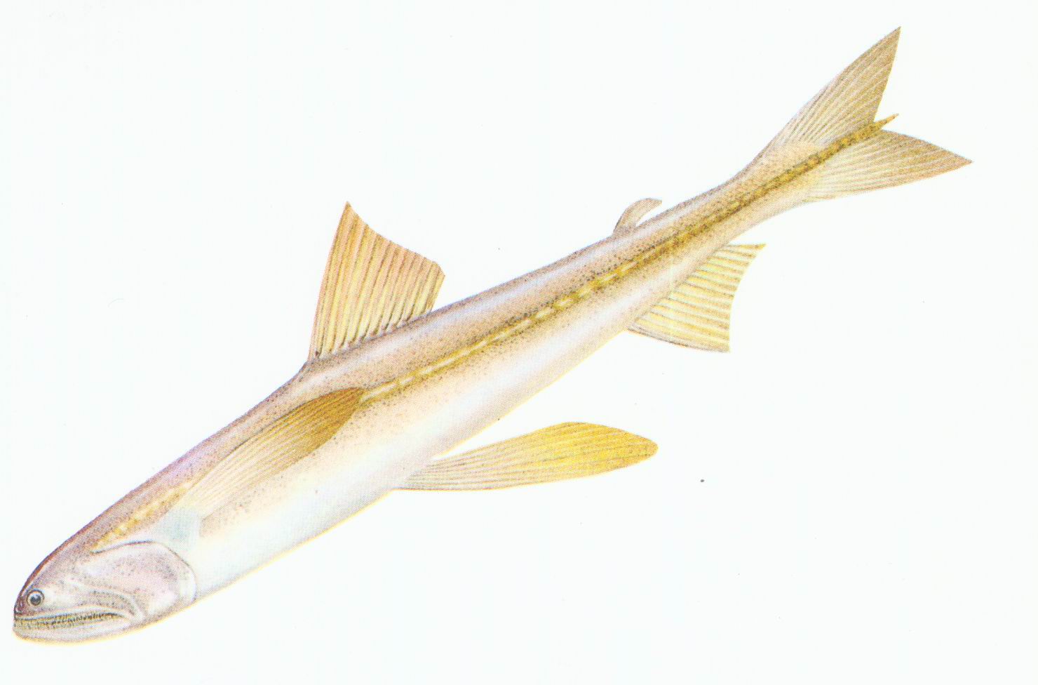  p>白鲦, i>hemiculter leucisculus /i> (basilewsky, 1855),鲌亚科 