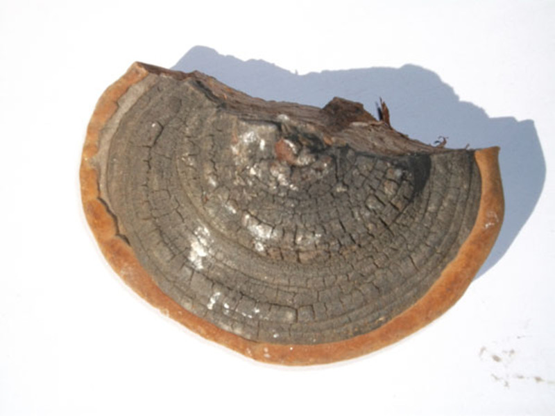  p>马蹄状灵芝担子果马蹄状,多年生,无柄,木质,以其腹面紧贴于基物上.