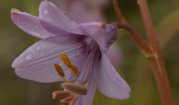  p>大叶假百合(拉丁学名: i>notholirion macrophyllum (d.