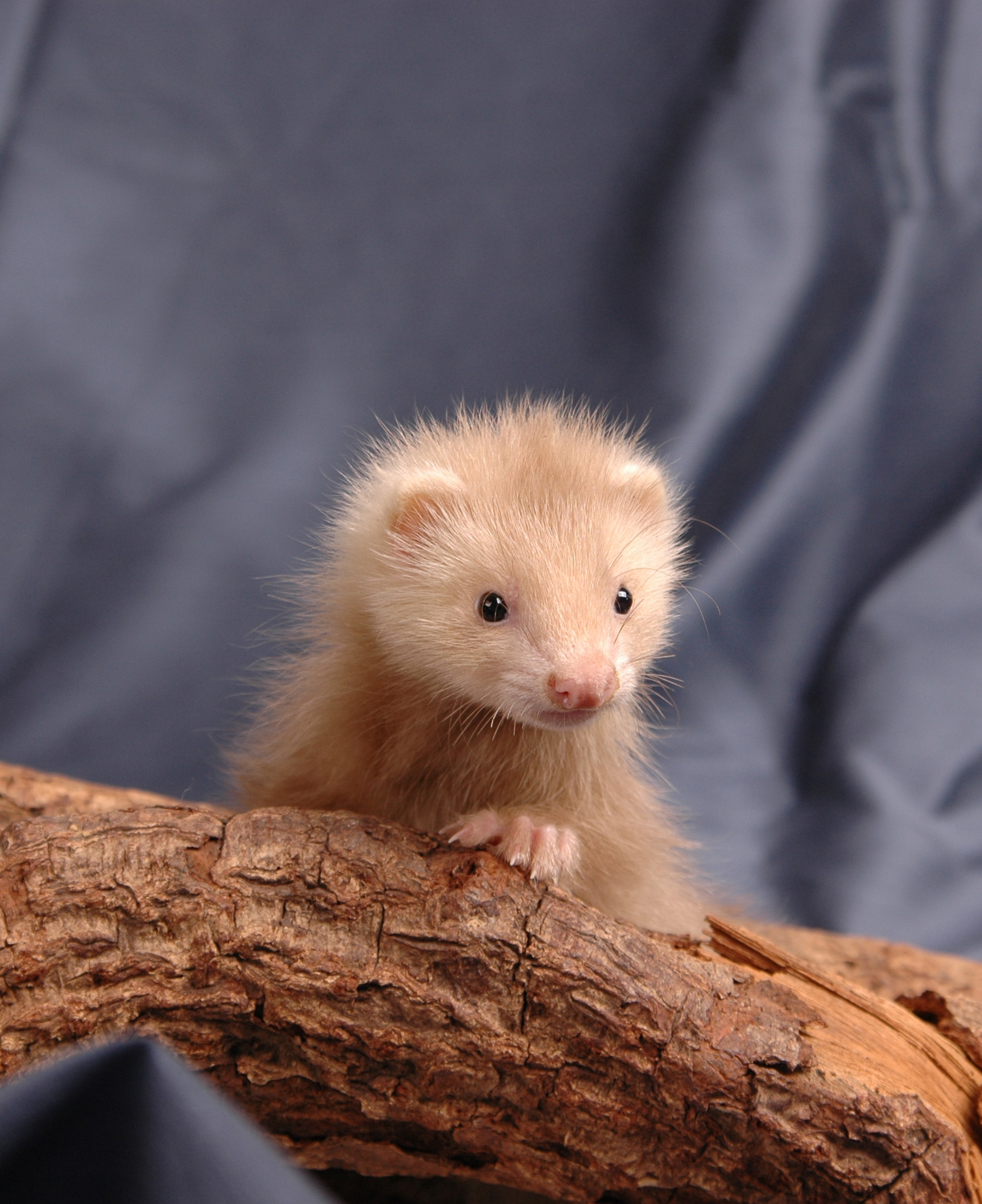  p> b>宠物貂 /b>分为玛雪儿(marshall ferret),派斯威力(path valley