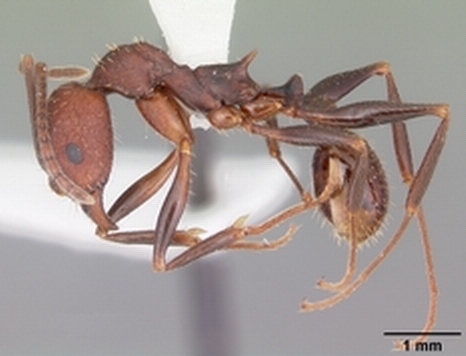  p>盘腹蚁属(aphaenogaster), a target="_blank" href="/item/隶属