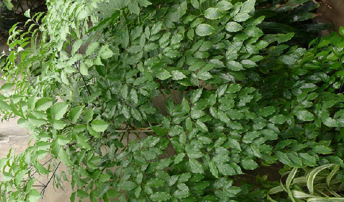 lemmaid="6722994">五加科 /a>下一个属;叶大(二)三至五回羽状复叶