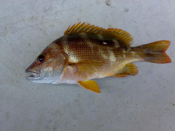  p>二长棘鲷,分布于北太平洋西部.我国产于南海和东海南部.