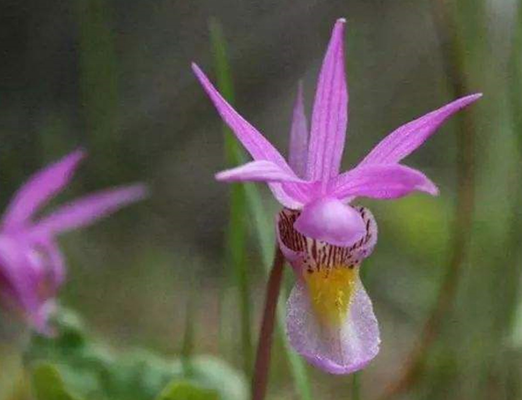  p>匙唇兰(学名: i>schoenorchis gemmata /i>   (lindl.) j. j.