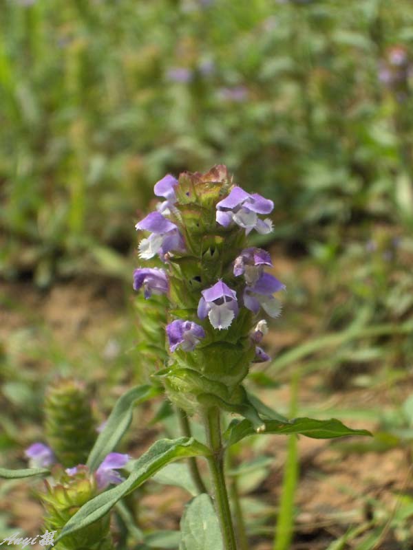  p>夏枯草(学名: i>prunella vulgaris  /i>l),别名:麦穗夏枯草,铁线