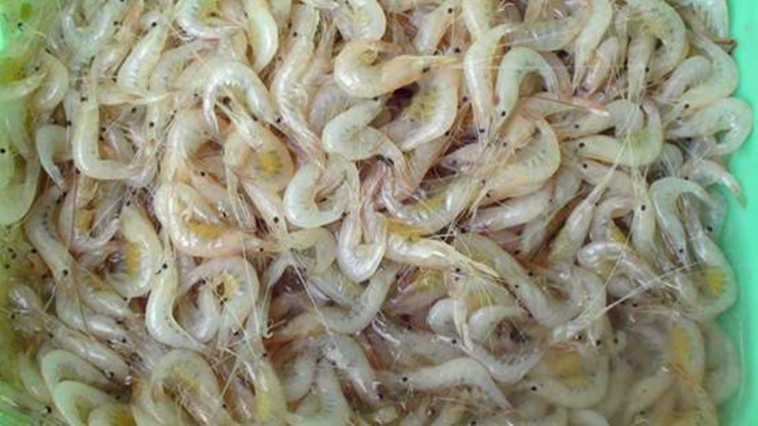  p>白米虾也称太湖白虾,秀丽白虾,水虾米,主要生活在湖内的敞水区域和