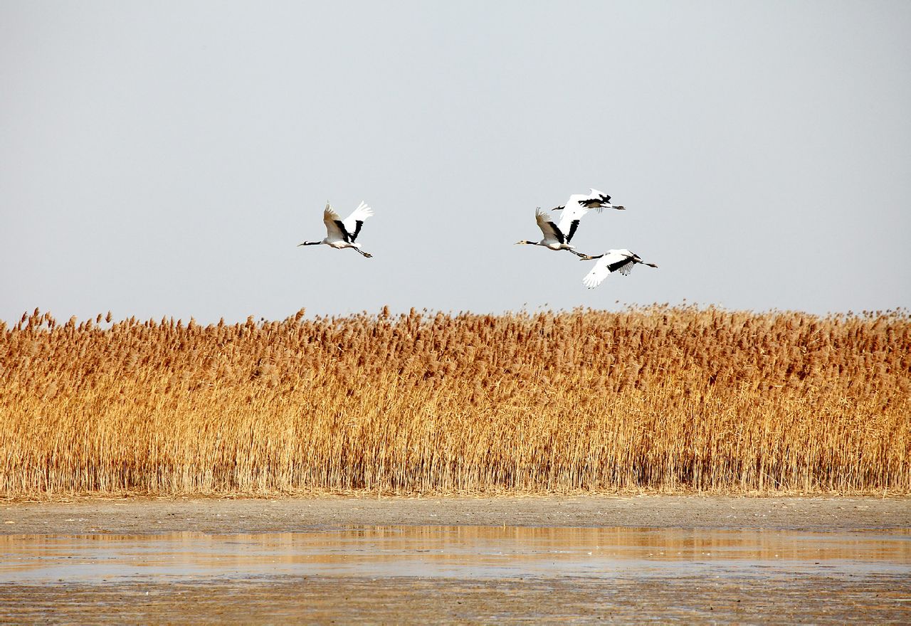 江苏盐城保护区