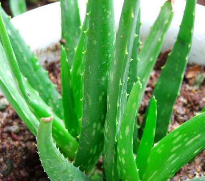  p>木立芦荟(学名: i>aloe arborescens /i> mill.