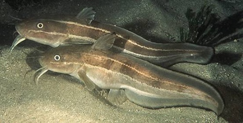  p>丝尾鲤,又称白须公鱼,马来西亚称baung.