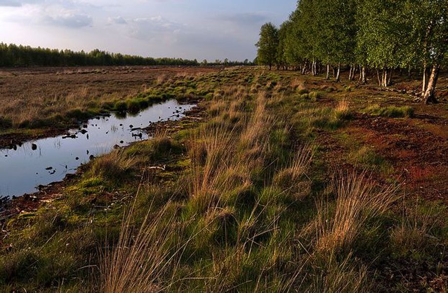  p>泥炭沼泽(peat mire)是泥炭地质学,指土壤剖面发育有泥炭层的沼泽.