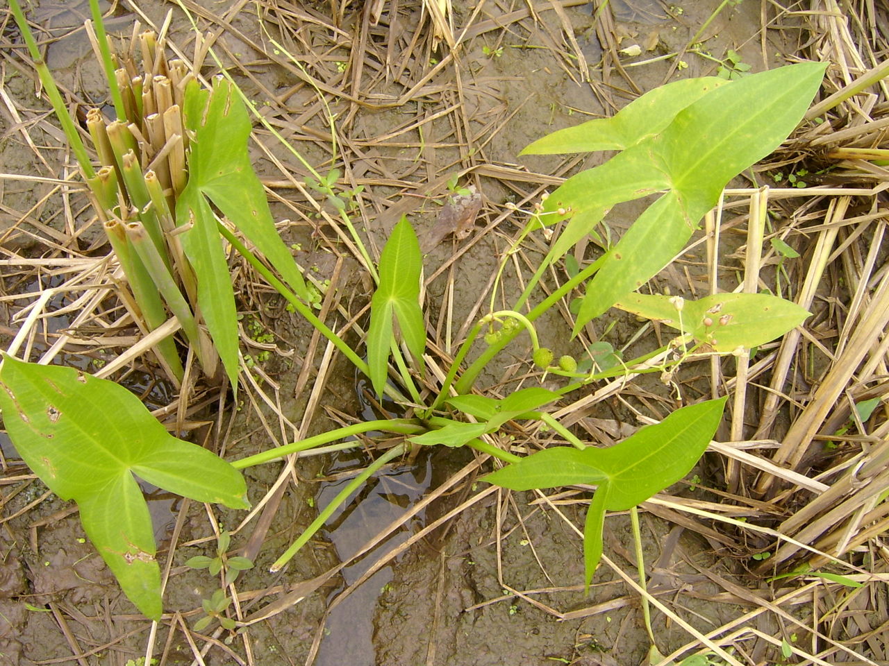  p>茨菰,多年生,草本,生长于浅湖,池塘和溪流.