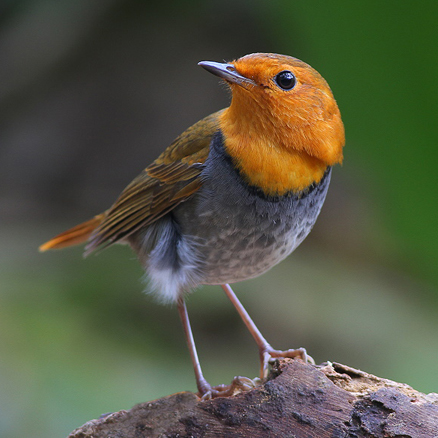  p>日本歌鸲(学名: i>erithacus akahige /i>):体型小似 a href="#"