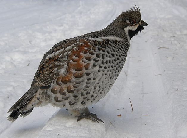  p>花尾榛鸡(学名: i>bonasa bonasia /i>):属于 a target="_blank"