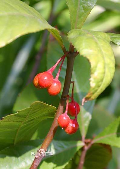 六通】茶地に緑と青の模様 高評価のクリスマスプレゼント www