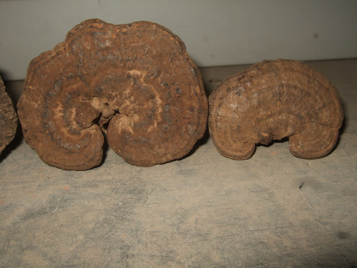 href="/item/玄芝/3627104" data-lemmaid="3627104">玄芝 /a>,黑云芝