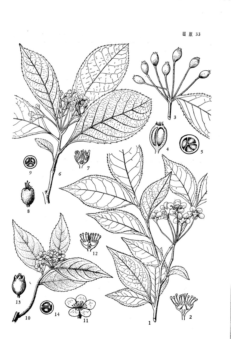 小叶石楠(原变种)