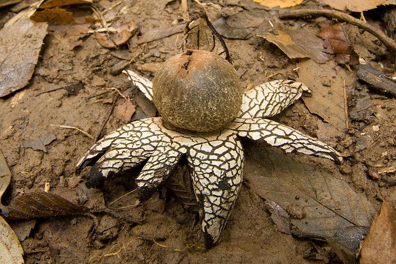 其孢体能入药,有止血功效.此菌外包被有吸收水分的