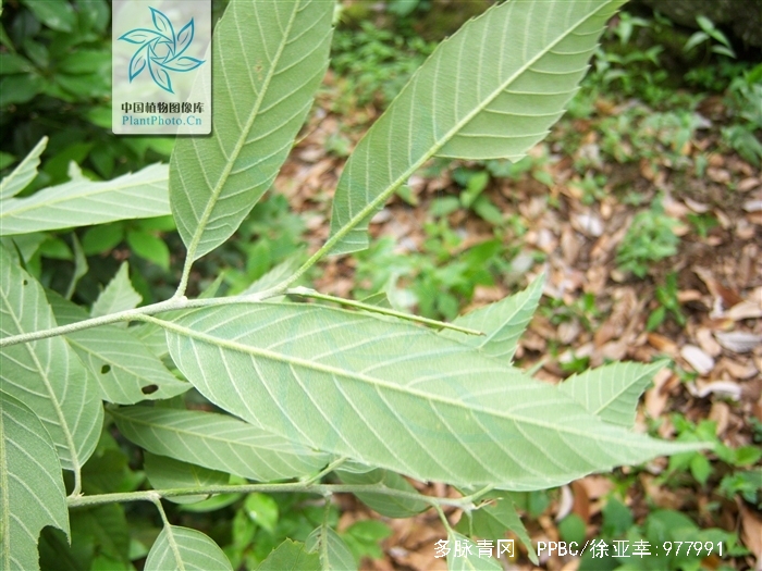  p>多脉青冈(学名: i>cyclobalanopsis multinervis  /i>w. c.