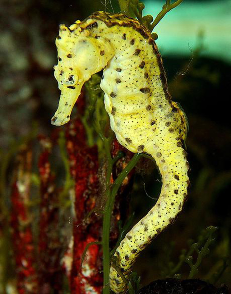  p>海马(拉丁学名: i>hippocampus /i>),是刺鱼目 a target="_blank"