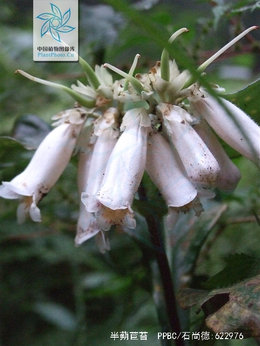  p>半蒴苣苔(学名: i>hemiboea henryi /i> clarke)是苦苣苔科,半蒴