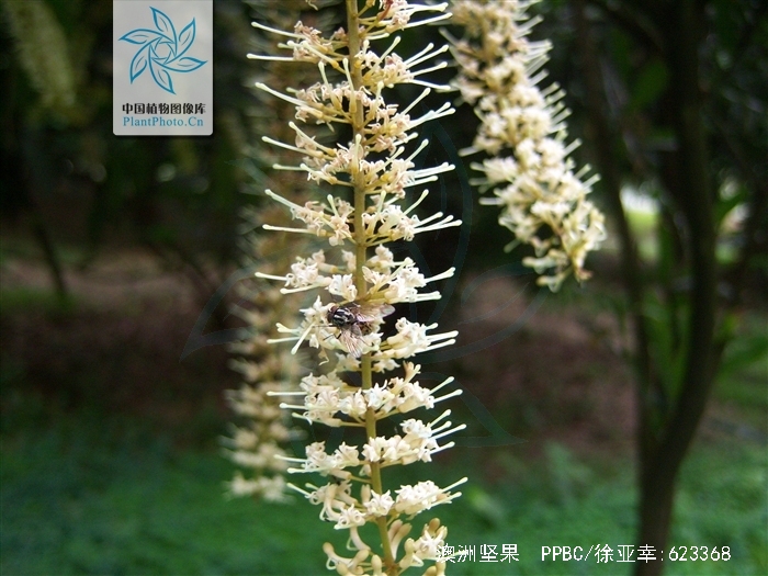 macadamia ternifolia f. muell.