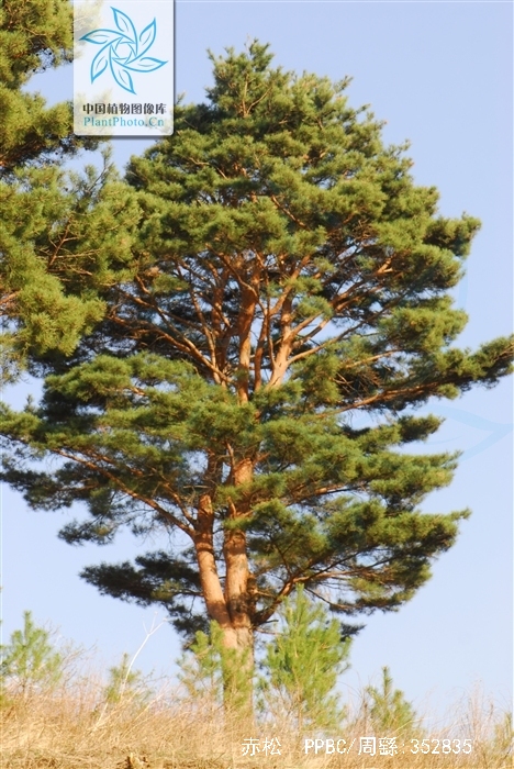  p>赤松( i>pinus densiflora /i> sieb. et zucc.