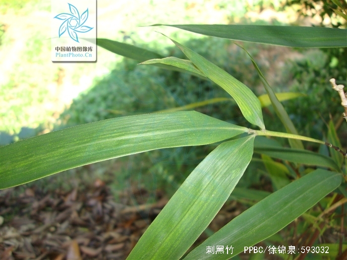  p>刺黑竹(学名: i>chimonobambusa neopurpurea /i> yi )是禾本科,寒