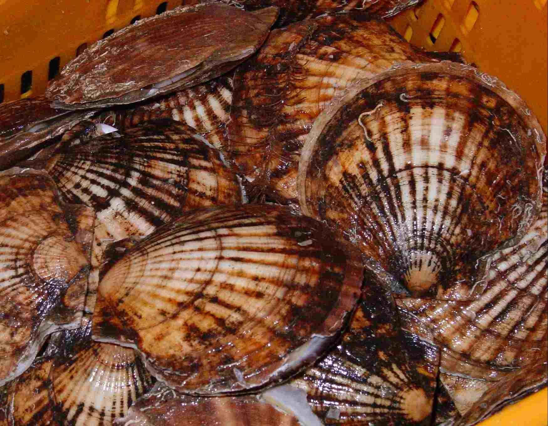  p>虾夷扇贝(学名: i>mizuhopecten yessoensis /i>)是 a href="#"