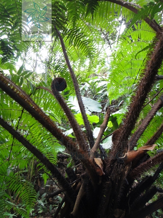  p>大叶黑桫椤(学名: i>alsophila gigantea /i> wall.ex hook.