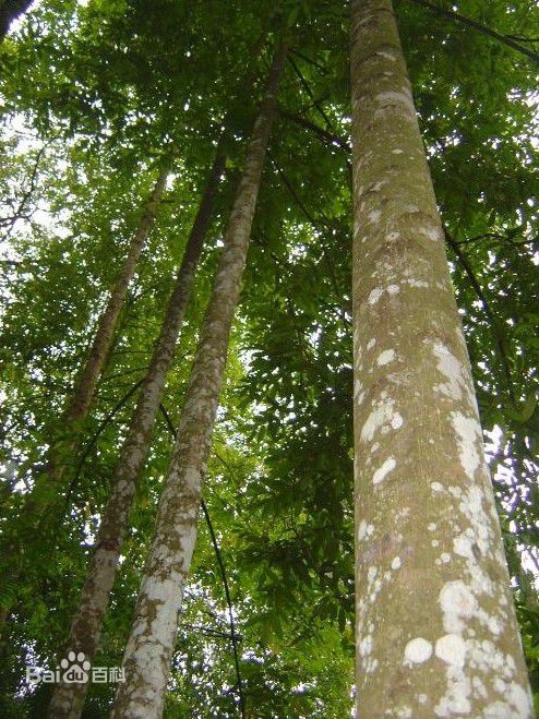  p>海南黄花梨,别名:降香檀,花梨母,花梨,降香,检测报告为 a target="