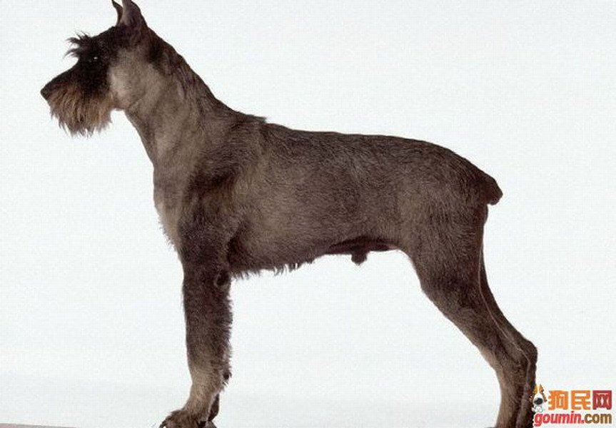  p>大型雪纳瑞犬俗名里森雪纳瑞犬,英文名为giant schnauzer.