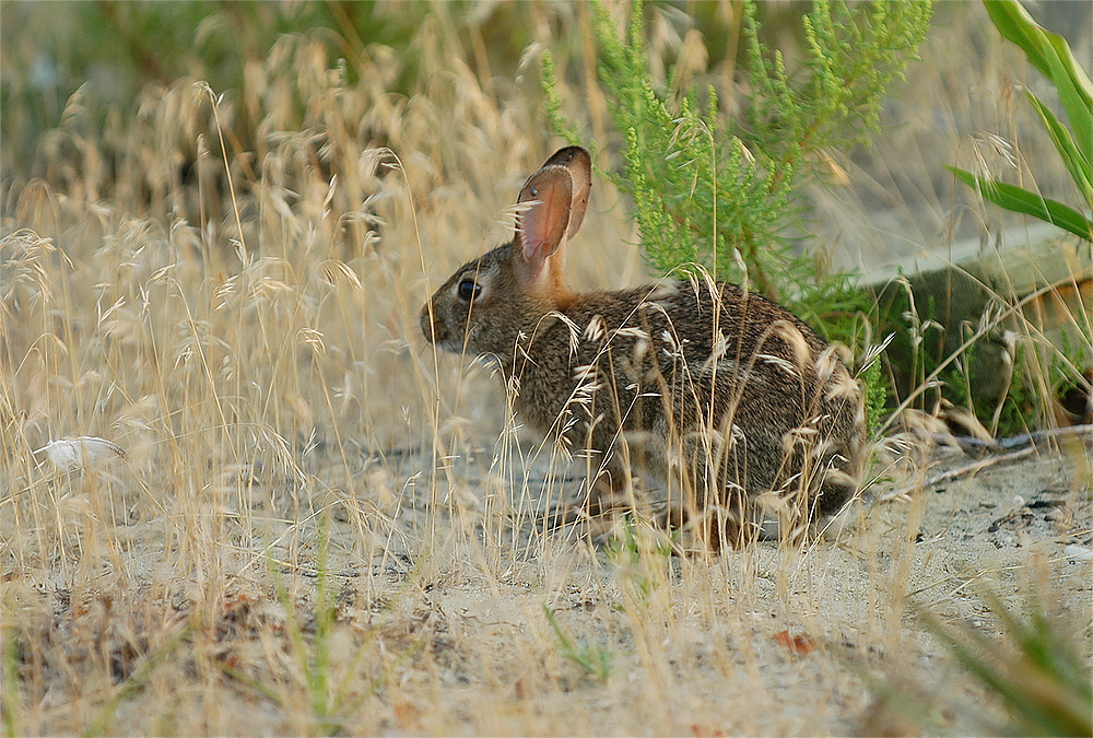  p>黑色羚羊长耳大野兔是 a href="#" data-lemmaid="2041617">兔科 