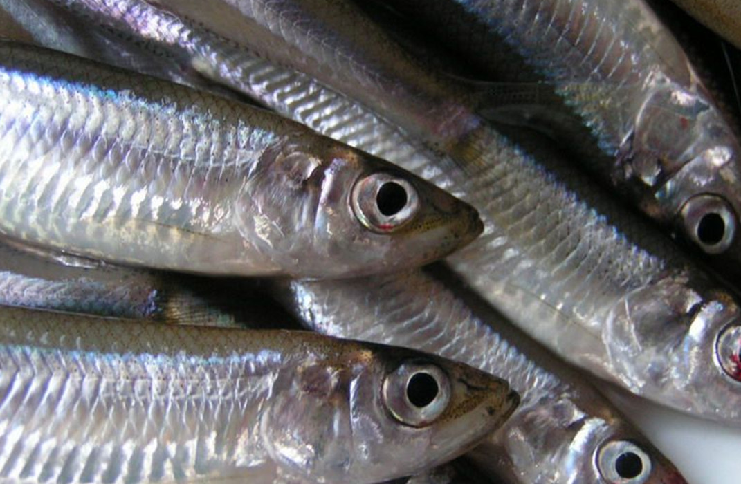  p>侧带小公鱼,学名: stolephorus, a target="_blank" href="/item