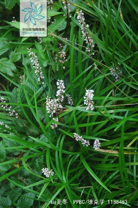 是百合科山麦冬属植物.