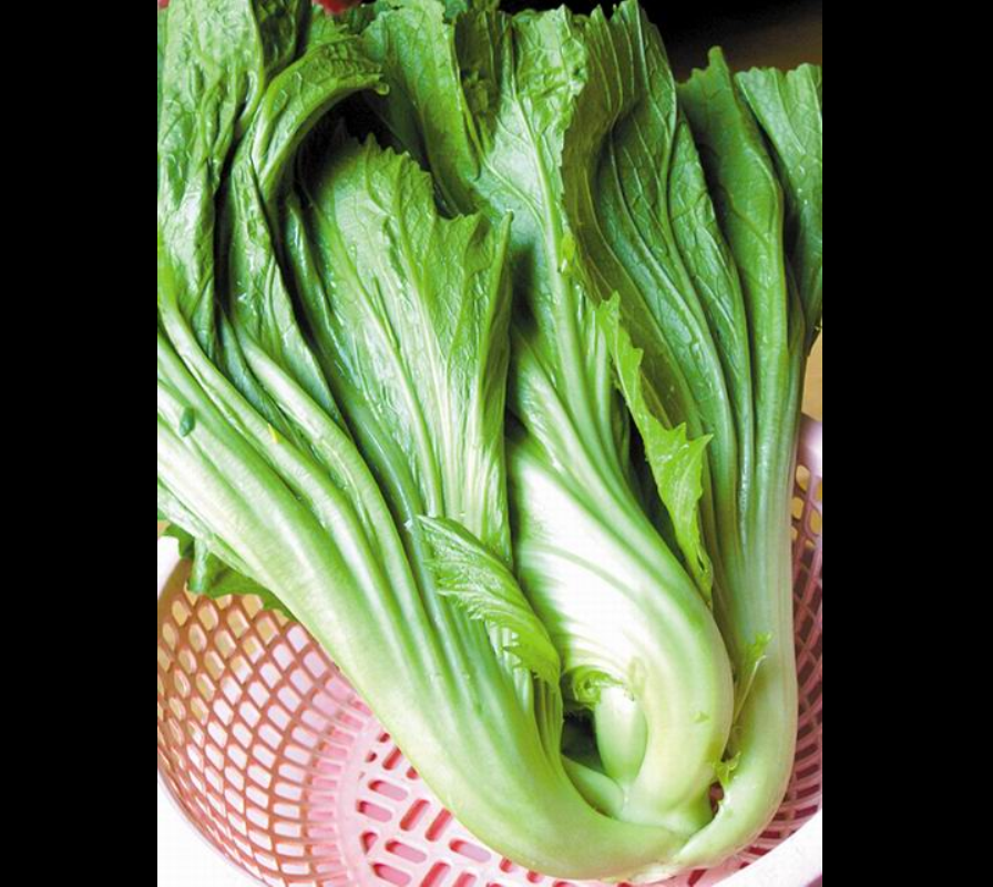  p>芥菜(学名: i>brassica juncea /i>   (l.) czern. et coss.