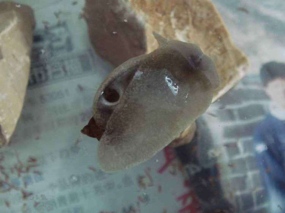 水蜗牛