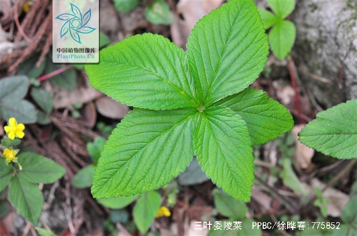 三叶委陵菜