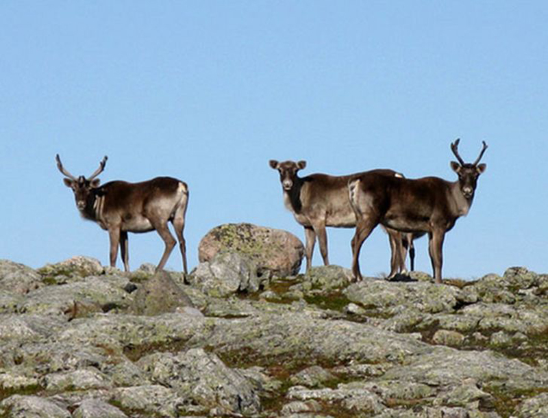  p>北美林地驯鹿(学名:rangifer tatandus caribou)是驯鹿的亚种之一.
