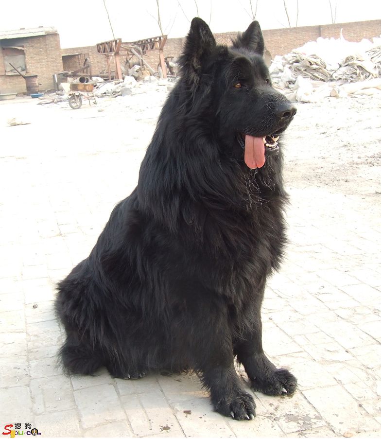  p>牧羊犬是人们赋予专职放牧类犬的一个总称,不是一个单独品种,"家族