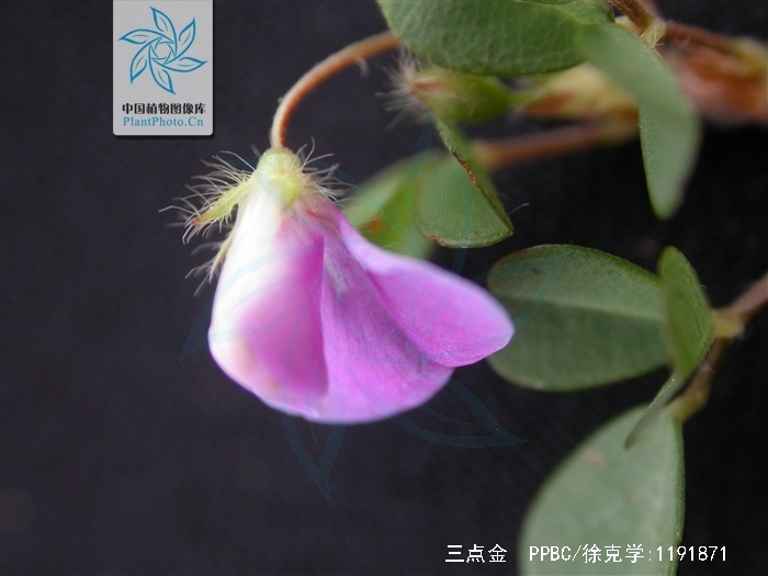  p>三点金(学名:desmodium triflorum (l.) dc.