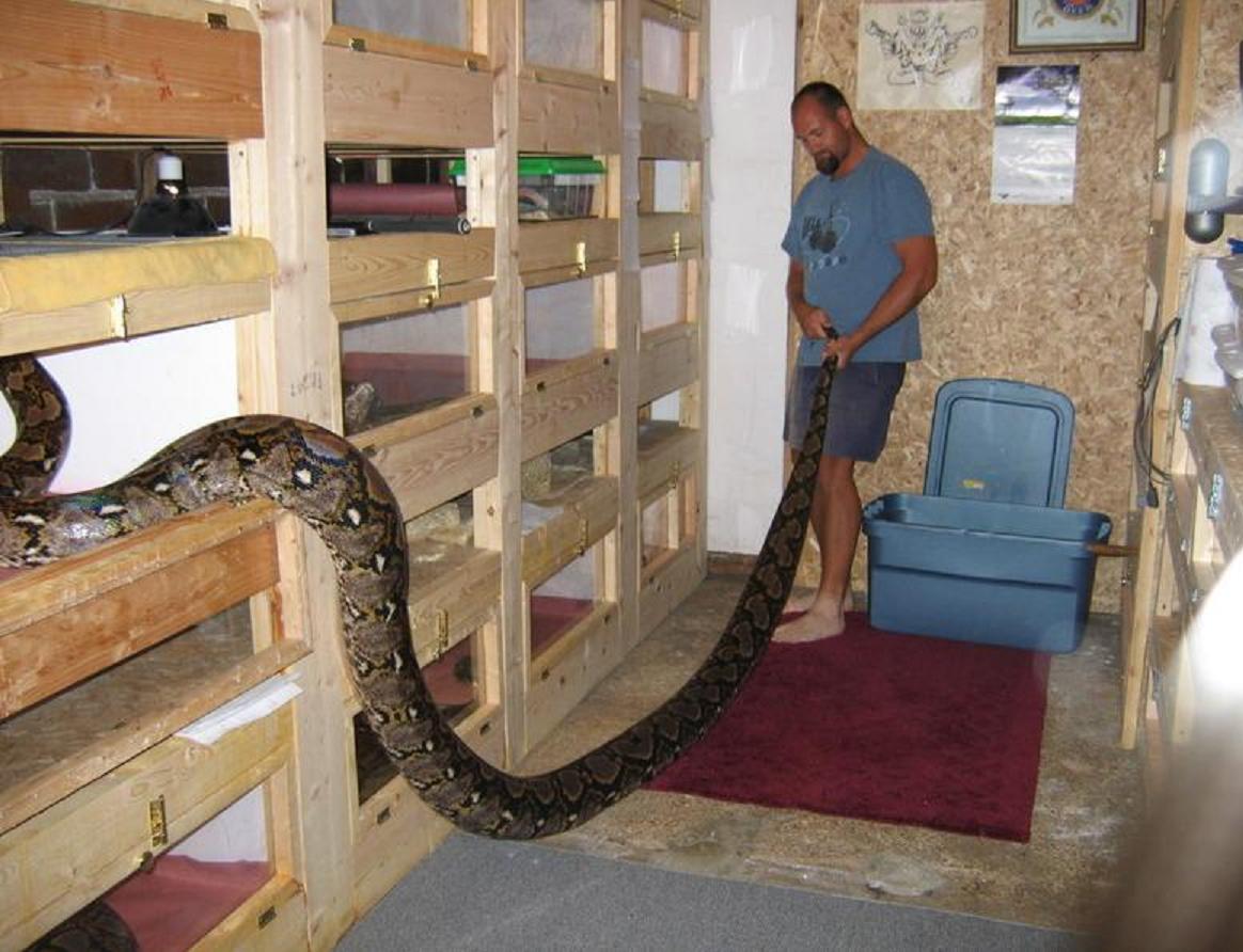  p>网纹蟒(拉丁文名:reticulated python)又称为 a target="_blank"