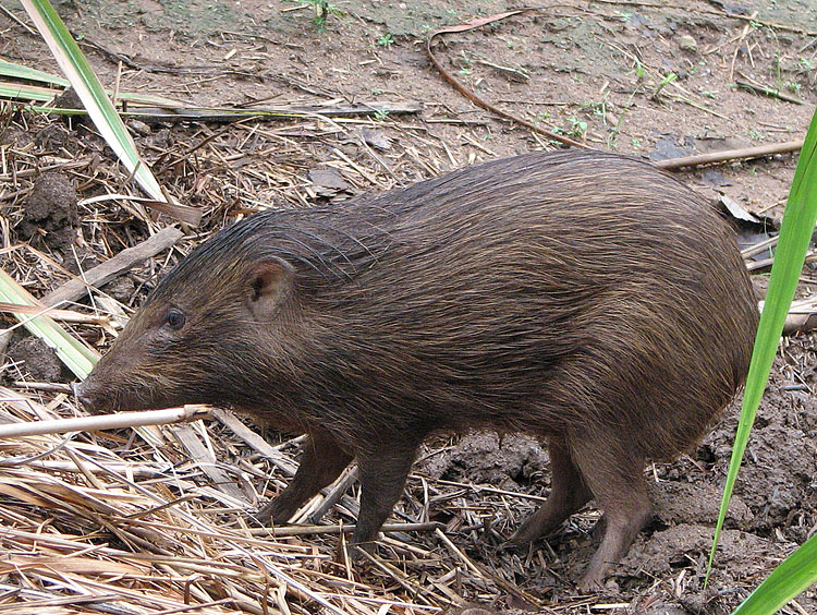  p>侏儒猪属(学名: i>porcula /i>):是哺乳纲,猪科的一个属,仅有一种