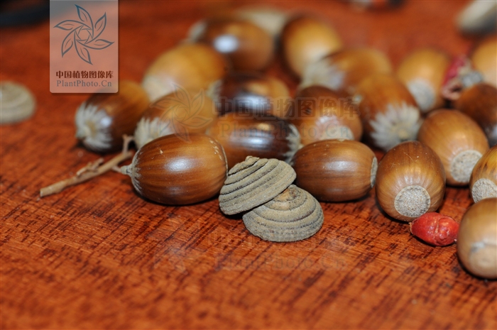  p>赤皮青冈(学名: i>cyclobalanopsis gilva /i> (blume) oerst)是