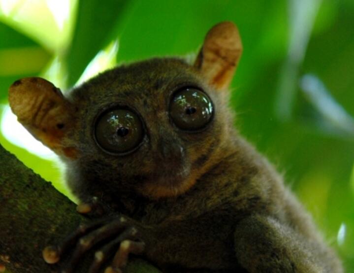 sulawesi mountain tarsier