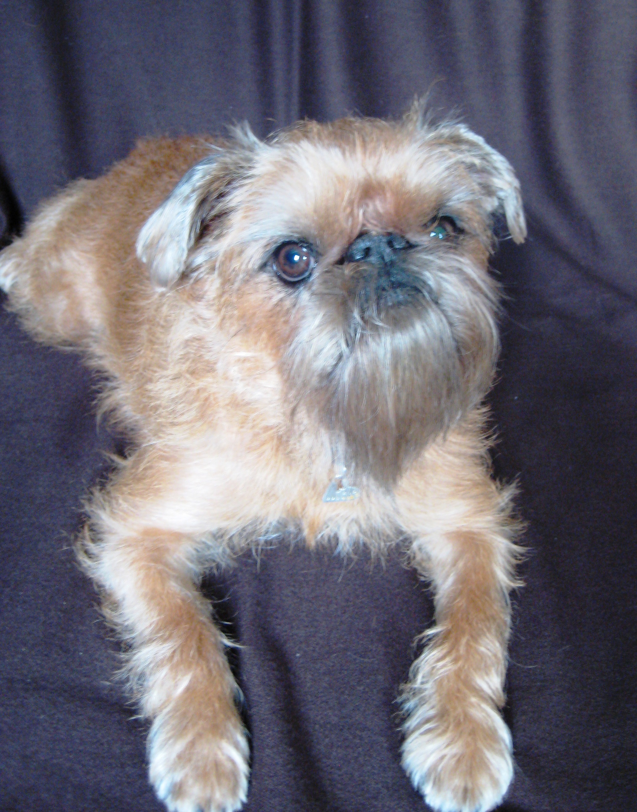 布鲁塞尔粗毛猎犬