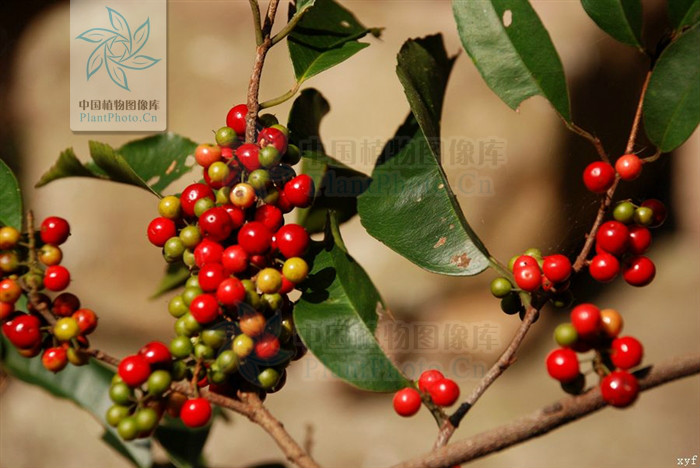  p> b>网脉酸藤子 /b>(学名: b> i>embelia rudis /i> /b>)为 a