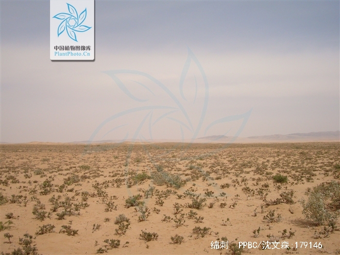  p>绵刺(学名: i>potaninia mongolica /i> maxim.