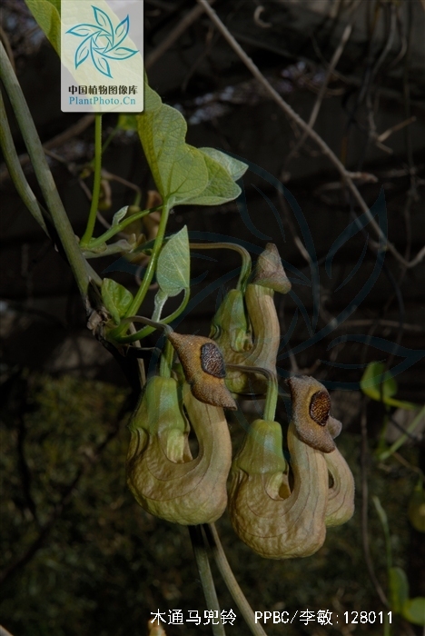 木通马兜铃