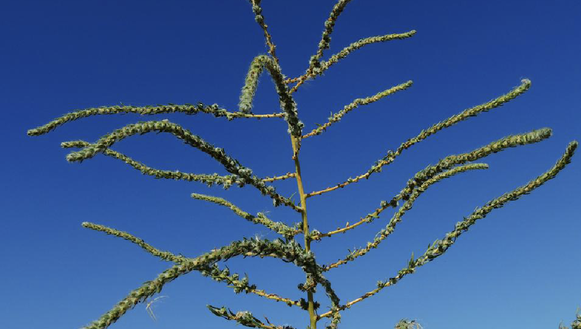  p>木地肤(学名: i>kochia prostrata /i> (l.) schrad.