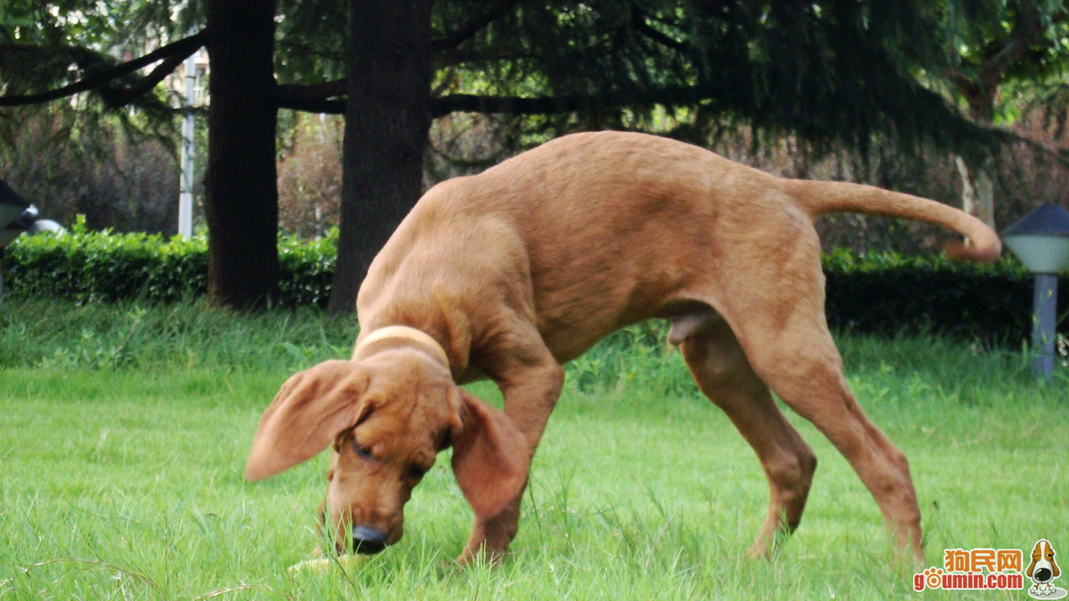 英国猎浣熊犬